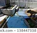 Capybaras at the aquarium 138447338