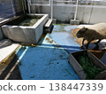 A capybara walking slowly 138447339