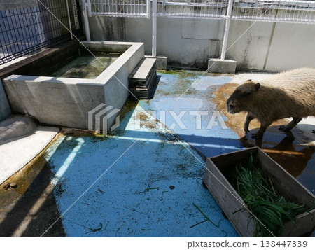 A capybara walking slowly 138447339
