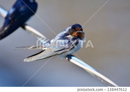 swallow / Japan swallow / Japan 138447612