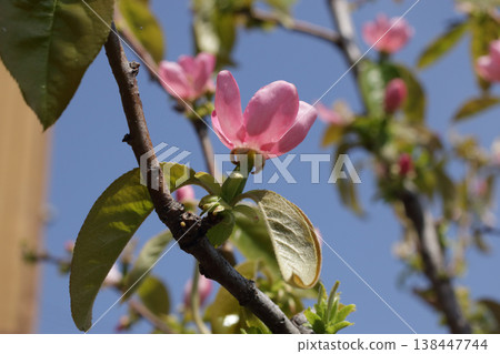 卡里亞花 138447744