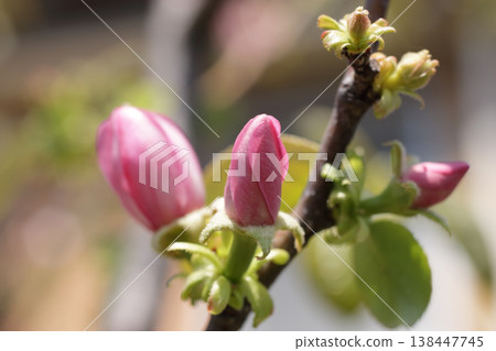 卡里亞花 138447745