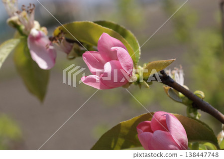 Karia Flower Karia Flower 138447748