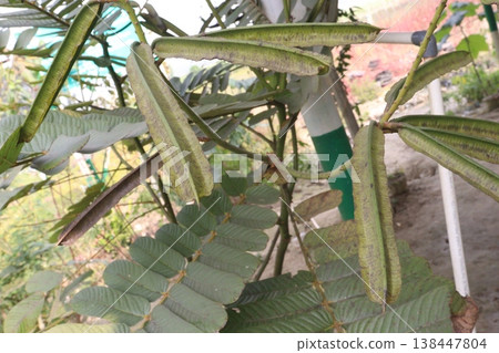 Senna alata flower bud on plant in nursery Senna alata flower bud on plant in nursery 138447804