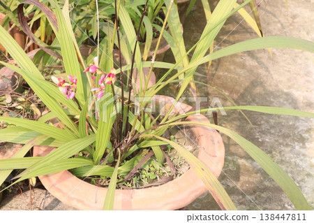 Spathoglottis plicata flower plant on nursery Spathoglottis plicata flower plant on nursery 138447811
