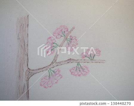 櫻花 138448270