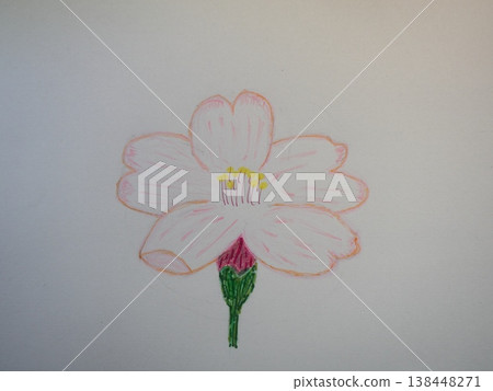 櫻花 138448271