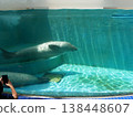 A seal swimming comfortably 138448607