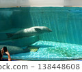 A seal swimming comfortably 138448608