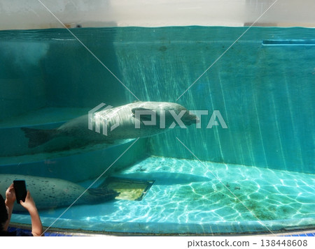 A seal swimming comfortably A seal swimming comfortably 138448608