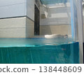 A white mass lying in the aquarium 138448609