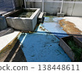 Capybara enclosure 138448611