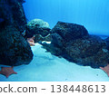 Pink starfish in the aquarium 138448613
