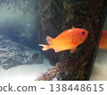 Small red fish swimming in the aquarium 138448615
