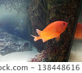Red fish 138448616
