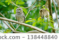 Spotted Owlet, Athene brama Perched in Lush Tropical Forest with Green Background 138448840