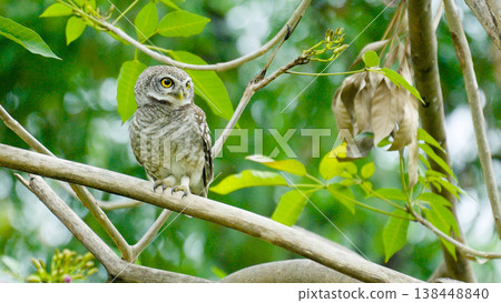 Spotted Owlet, Athene brama Perched in Lush Tropical Forest with Green Background Spotted Owlet, Athene brama Perched in Lush Tropical Forest with Green Background 138448840