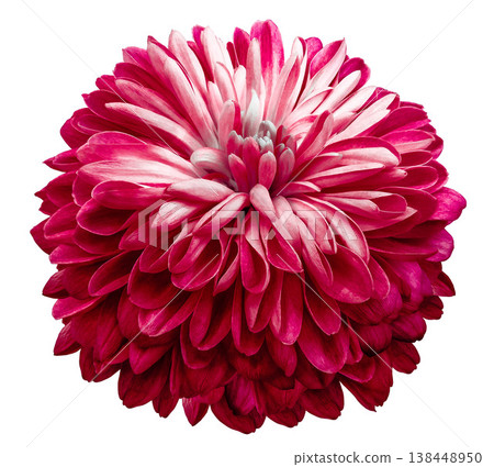 flower chrysanthemum . Flower isolated on a white background. No shadows with clipping path. Close-up. Nature. flower chrysanthemum . Flower isolated on a white background. No shadows with clipping path. Close-up. Nature. 138448950