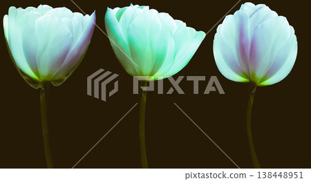 set flowers tulips on black isolated background with clipping path. Close-up. Flowers on the stem. Nature. set flowers tulips on black isolated background with clipping path. Close-up. Flowers on the stem. Nature. 138448951