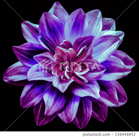 Dahlia flower pink-blue. Flower isolated on the black background. No shadows with clipping path. Close-up. Nature. Dahlia flower pink-blue. Flower isolated on the black background. No shadows with clipping path. Close-up. Nature. 138448952