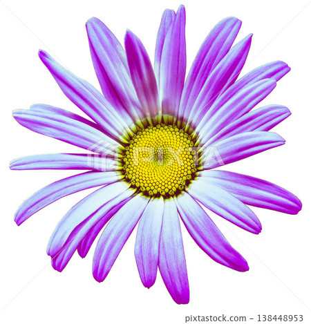 Chamomile white flower isolated on white background. Close-up. For design. Nature. Chamomile white flower isolated on white background. Close-up. For design. Nature. 138448953