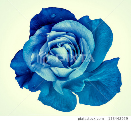 Blue Rose flower on isolated background with clipping path. Closeup. For design. Nature. Blue Rose flower on isolated background with clipping path. Closeup. For design. Nature. 138448959