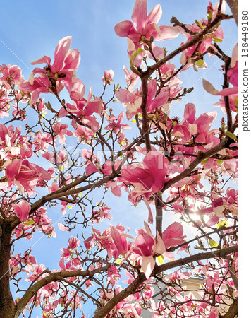 Blooming pink magnolia tree against blue sky, spring floral background Blooming pink magnolia tree against blue sky, spring floral background 138449180
