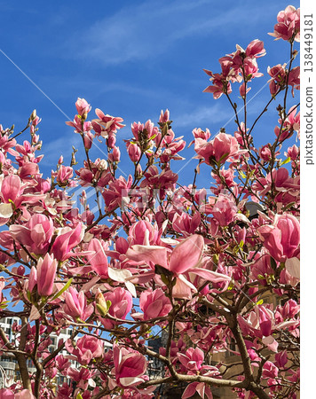 Blooming pink magnolia tree against blue sky, spring floral background Blooming pink magnolia tree against blue sky, spring floral background 138449181