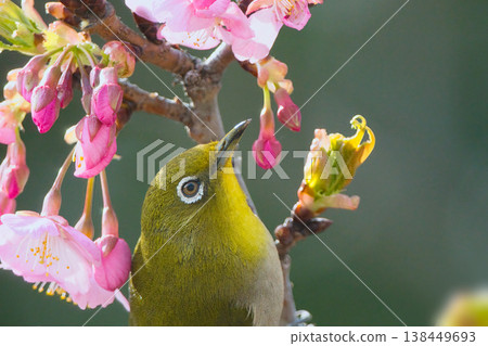 Pink Kawazu cherry blossoms and cute white-eye Pink Kawazu cherry blossoms and cute white-eye 138449693