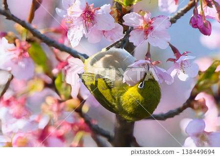 Breathe in cherry blossoms in full bloom Breathe in cherry blossoms in full bloom 138449694
