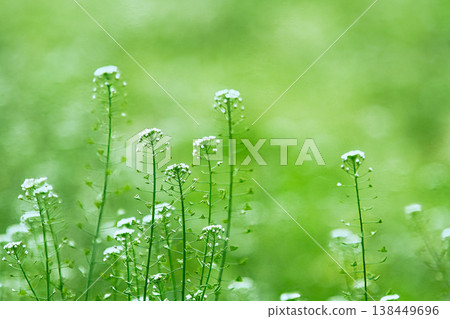 清爽薺菜 清爽薺菜 138449696