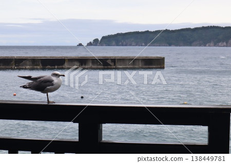 一隻海鷗凝視著湖泊 一隻海鷗凝視著湖泊 138449781