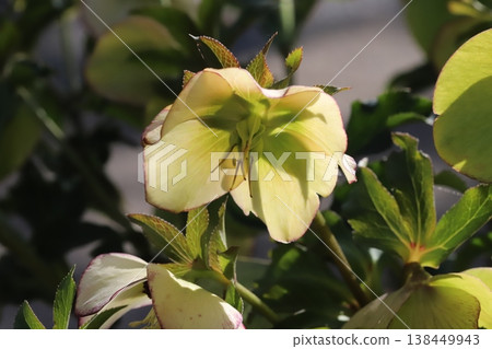 Christmas roses, with their pale green petals and red edges, bloom in the early spring garden. 138449943