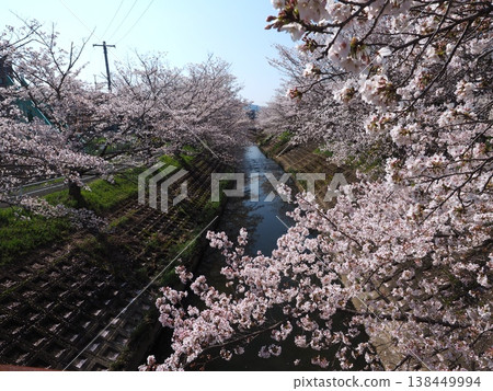 奈良縣生駒市龍田川沿岸的櫻花。 奈良縣生駒市龍田川沿岸的櫻花。 138449994