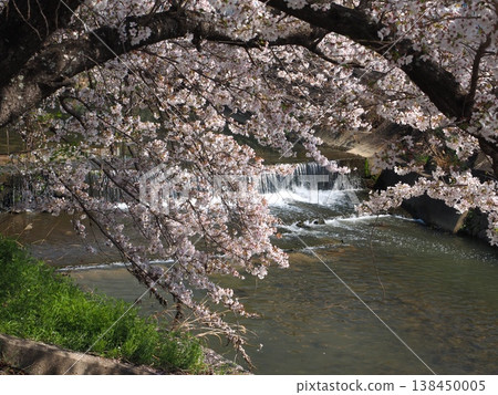 奈良縣生駒市龍田川沿岸的櫻花。 奈良縣生駒市龍田川沿岸的櫻花。 138450005