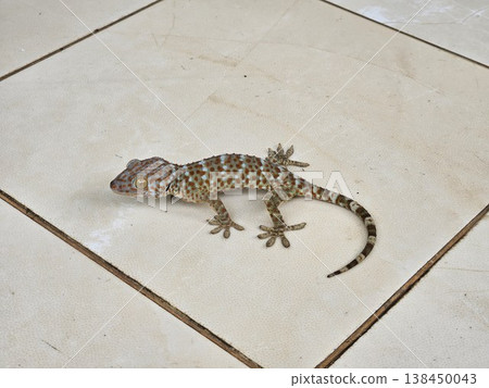 This is gecko with colorful skin This is gecko with colorful skin 138450043