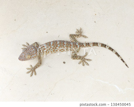 This is gecko with colorful skin  138450045