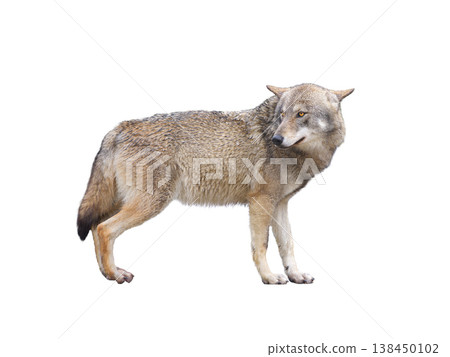 gray wolves isolated on white background gray wolves isolated on white background 138450102