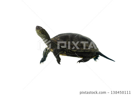 walking turtle isolated on white background 138450111