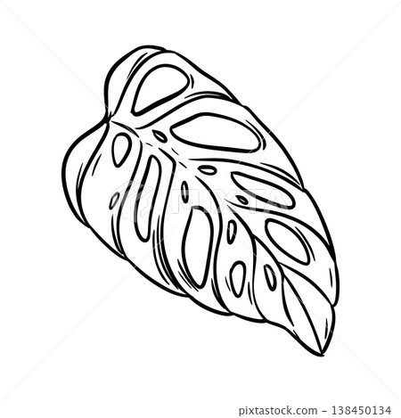 Hand-drawn monstera leaf on a white background. Vector sketch of tropical foliage. Line drawing of a palm leaf, imitating an engraving. Hand-drawn monstera leaf on a white background. Vector sketch of tropical foliage. Line drawing of a palm leaf, imitating an engraving. 138450134
