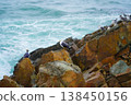 Seagulls sits on the rock, East sea. South Korea 138450156