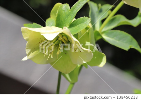 聖誕玫瑰花瓣呈白色至淺綠色，在早春時節於花園中盛開。 138450218