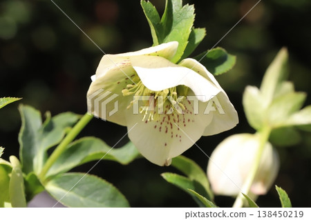 Christmas roses, with their white to very pale green petals, bloom in the garden in early spring. Christmas roses, with their white to very pale green petals, bloom in the garden in early spring. 138450219