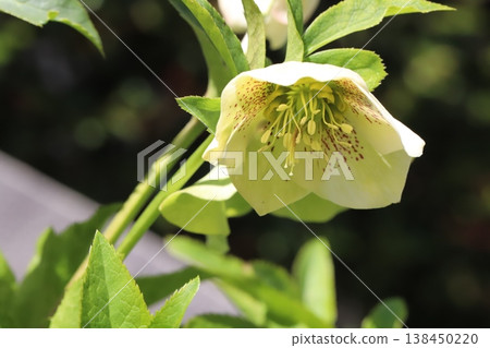 聖誕玫瑰花瓣呈白色至淺綠色，在早春時節於花園中盛開。 138450220