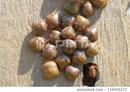 近距離拍攝的似乎是一群一起越冬的臭蟲。 138450237