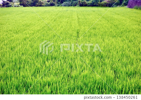 A beautiful landscape of rice paddies with lush, fresh green rice plants. A beautiful landscape of rice paddies with lush, fresh green rice plants. 138450261