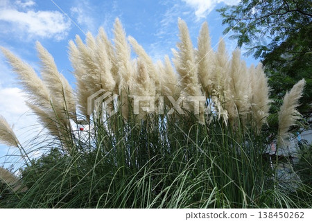White plumes of pampas grass stand out against the blue sky, and the autumn sky is beautiful. White plumes of pampas grass stand out against the blue sky, and the autumn sky is beautiful. 138450262