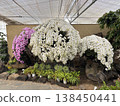 蘭花 138450441