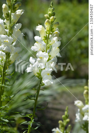 Snapdragon flowers 138450487