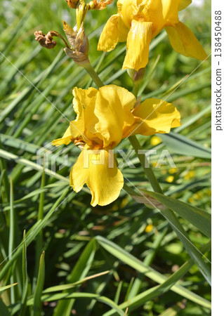 Tall bearded iris Goldfackel Tall bearded iris Goldfackel 138450488